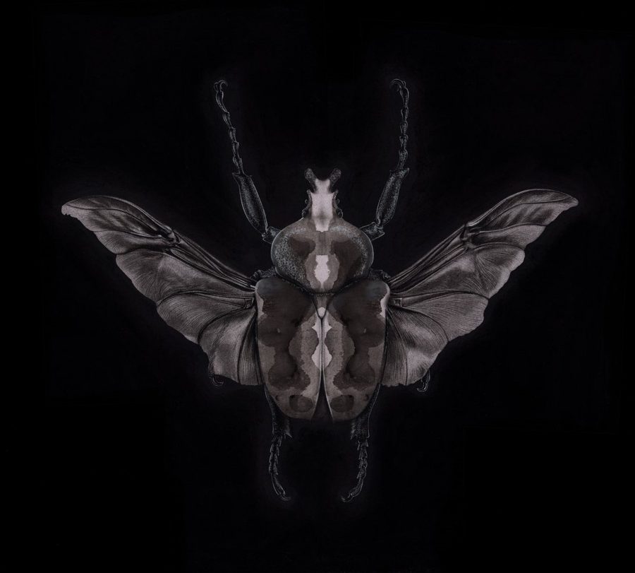 Goliathus Rorschachi 3
