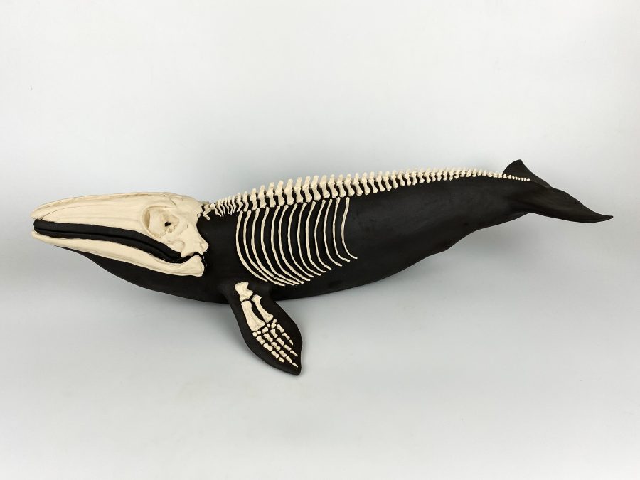 Gray Whale - Grace Khalsa