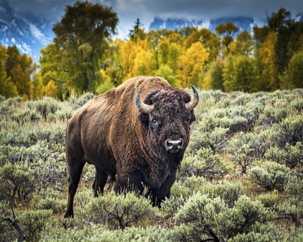 Bison in Autumn - Jack Hayhow