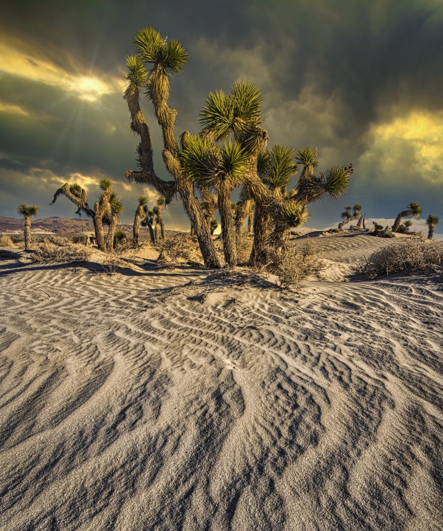 Joshua Trees in Death Valley - Jack Hayhow