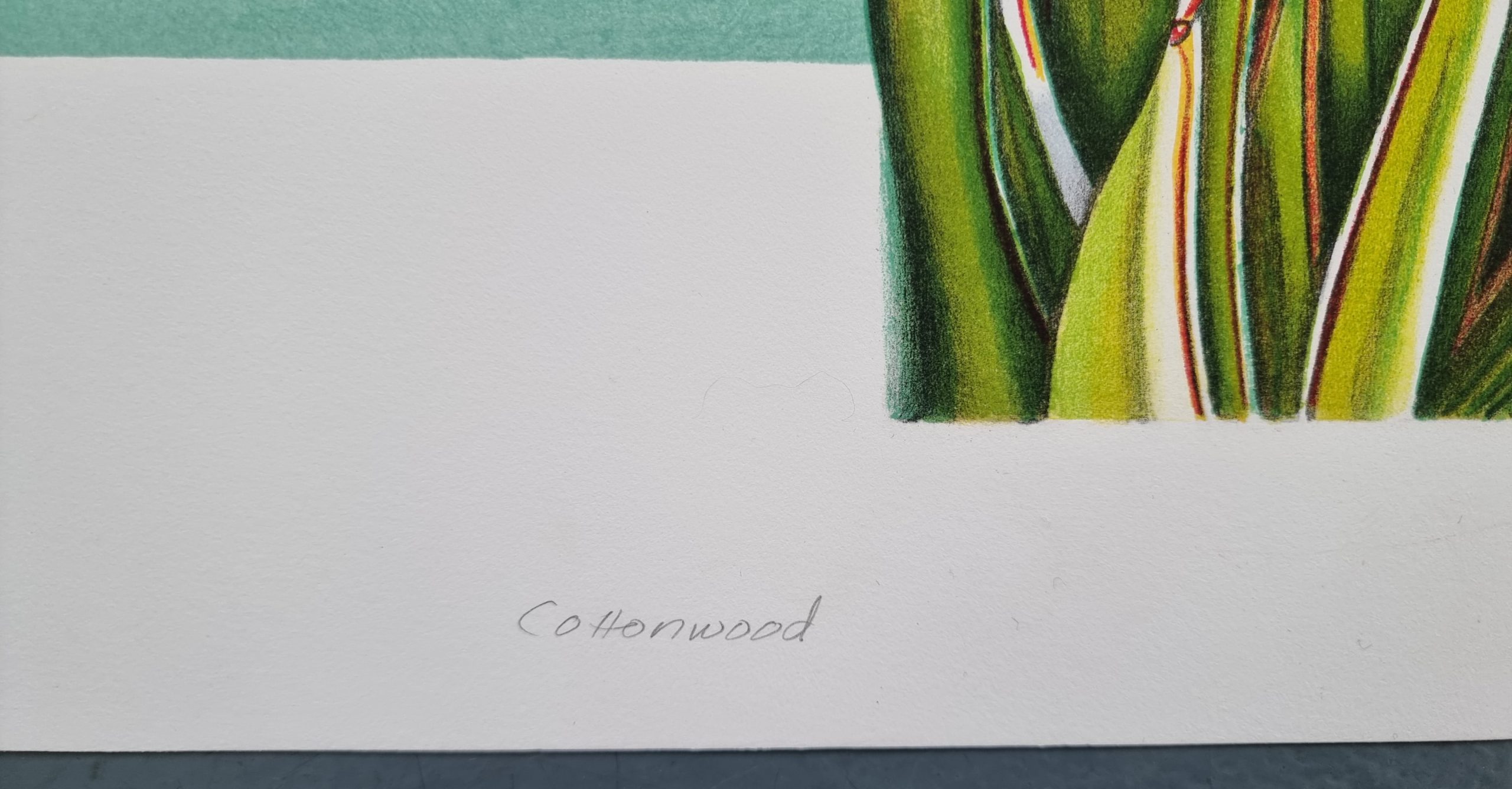 Color Lithograph
