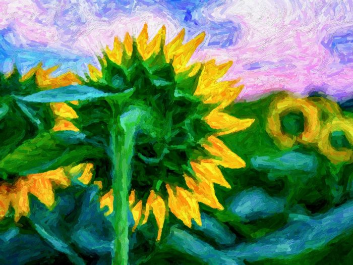 Van Gogh Sunflower - Jack Hayhow