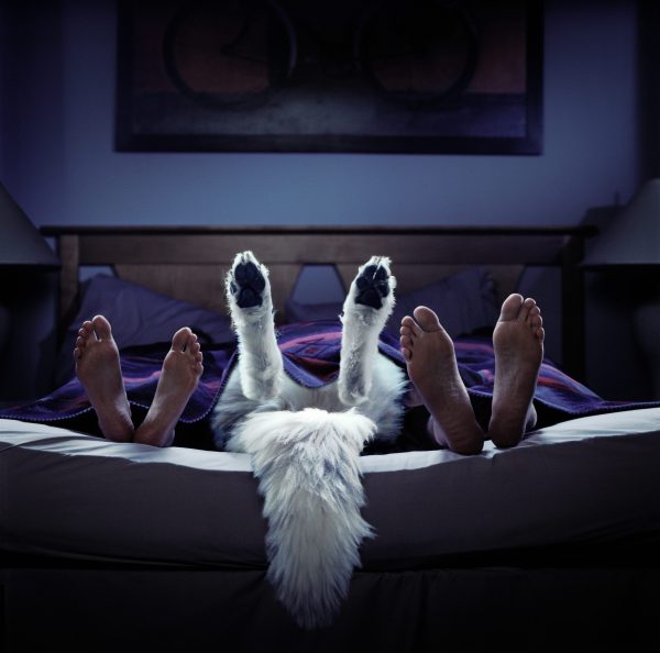 Dog in Bed - Nick Vedros