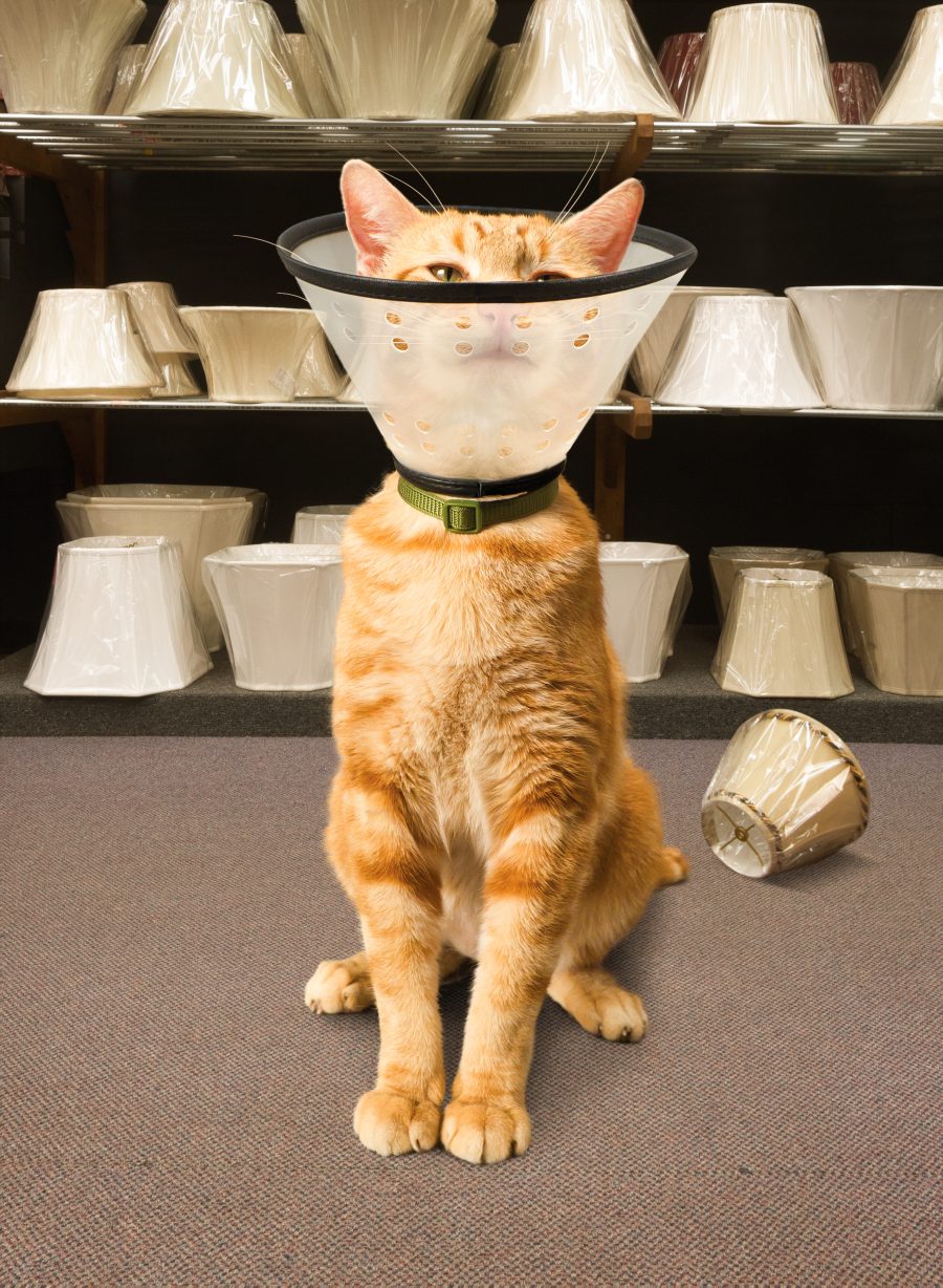 Cat in Lamp Shop - Nick Vedros