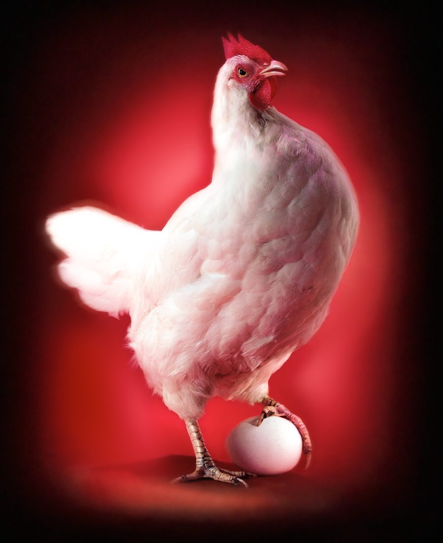 Chicken and Egg - Nick Vedros
