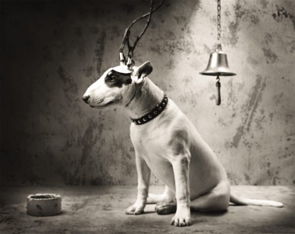 Pavlov’s Dog with Jumper Cables