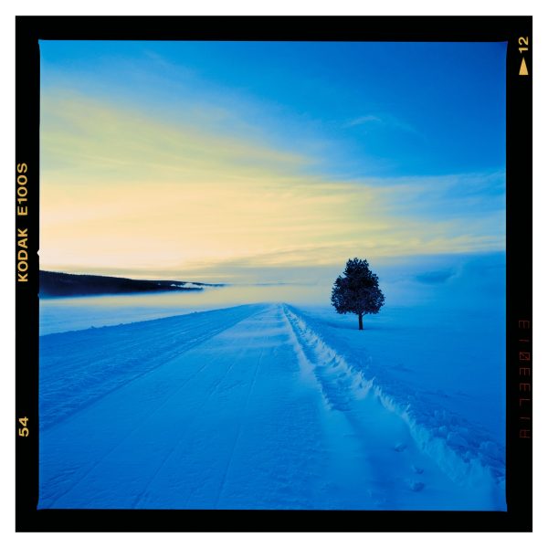 West Yellowstone Tree at Dawn - Nick Vedros