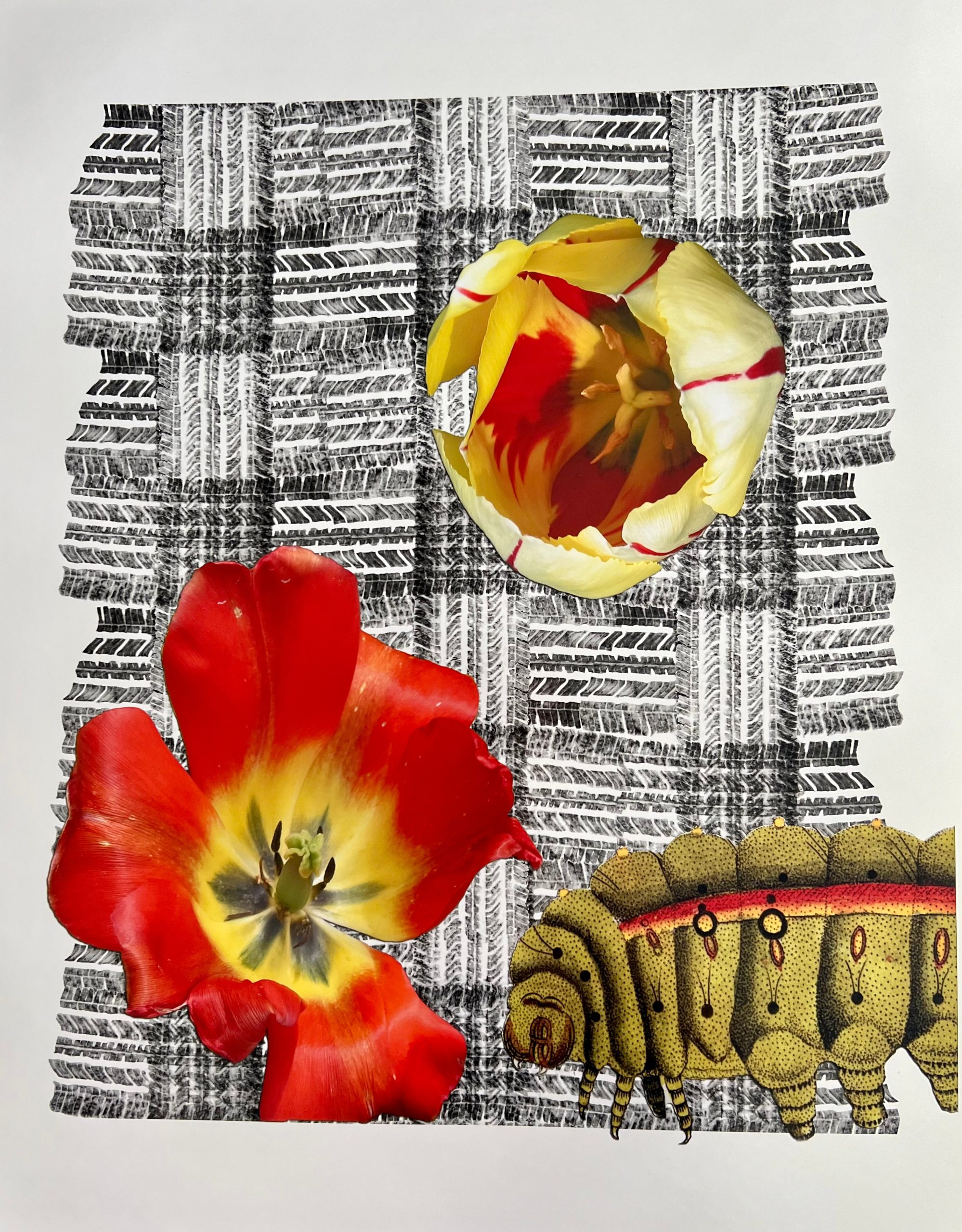 Tire Plaid Caterpillar - Louise Marler