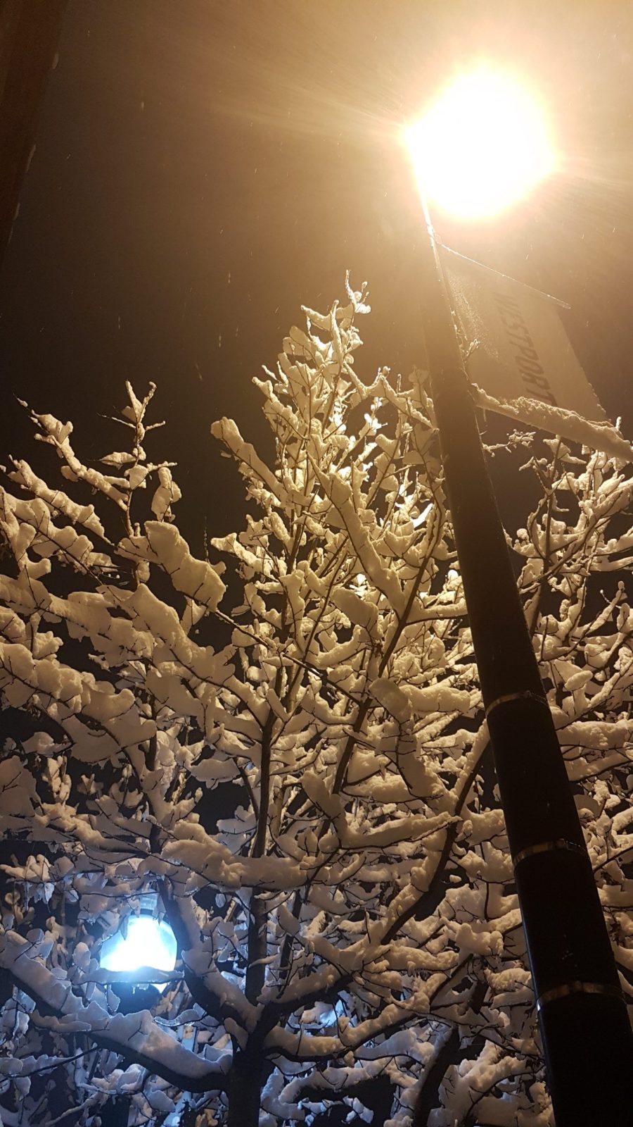 Cool vs. Warm White