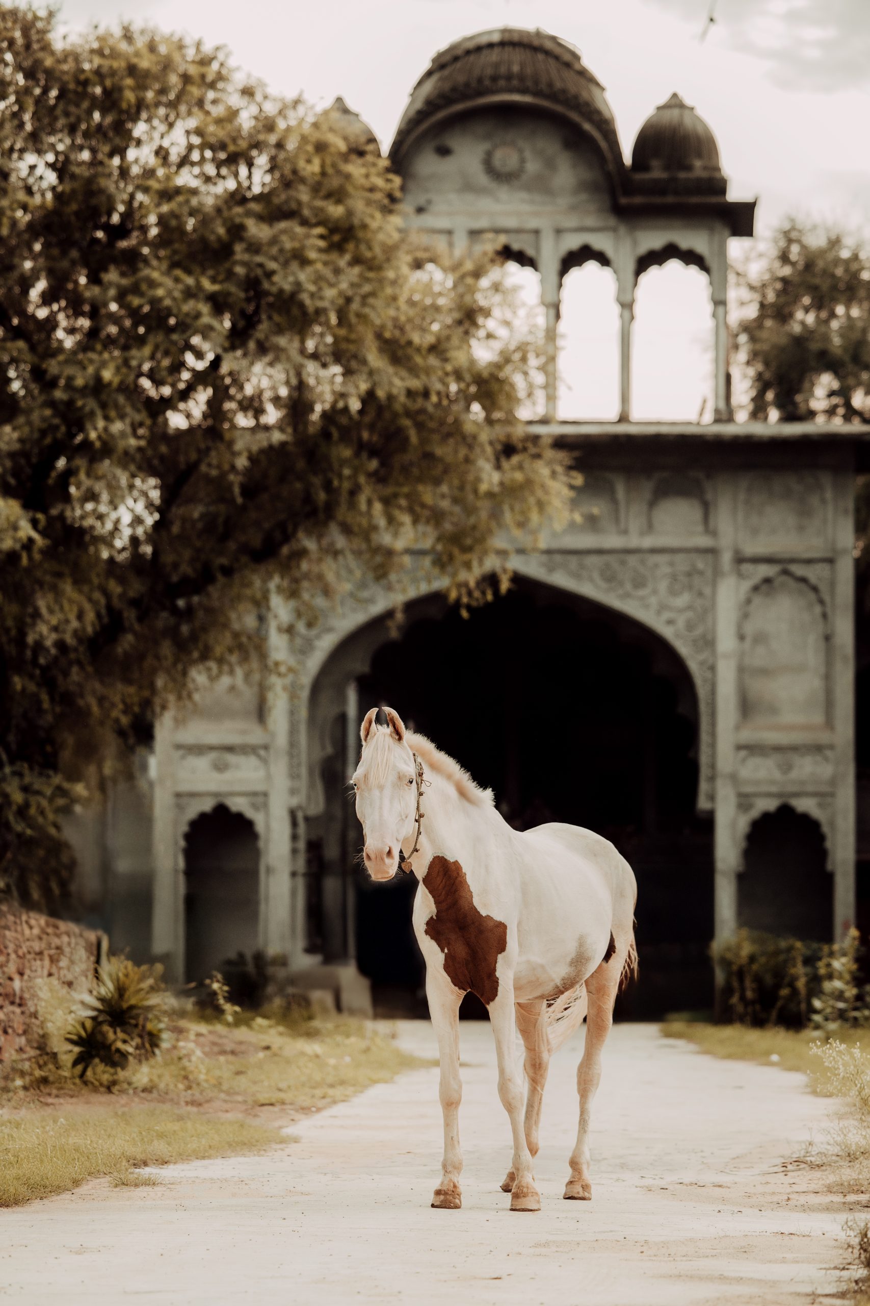 The Far Away Princess - Anna Archinger