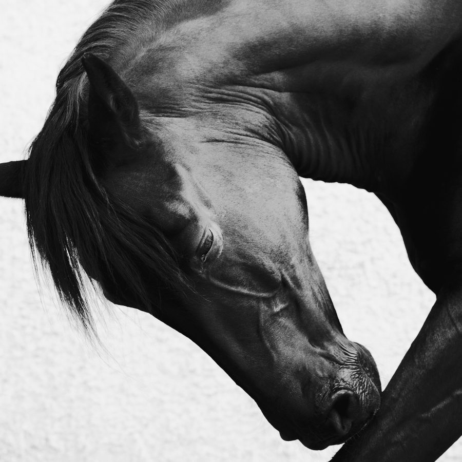 Onyx Grace 2.5