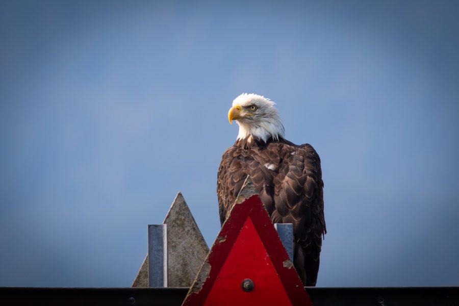 Freedom for All