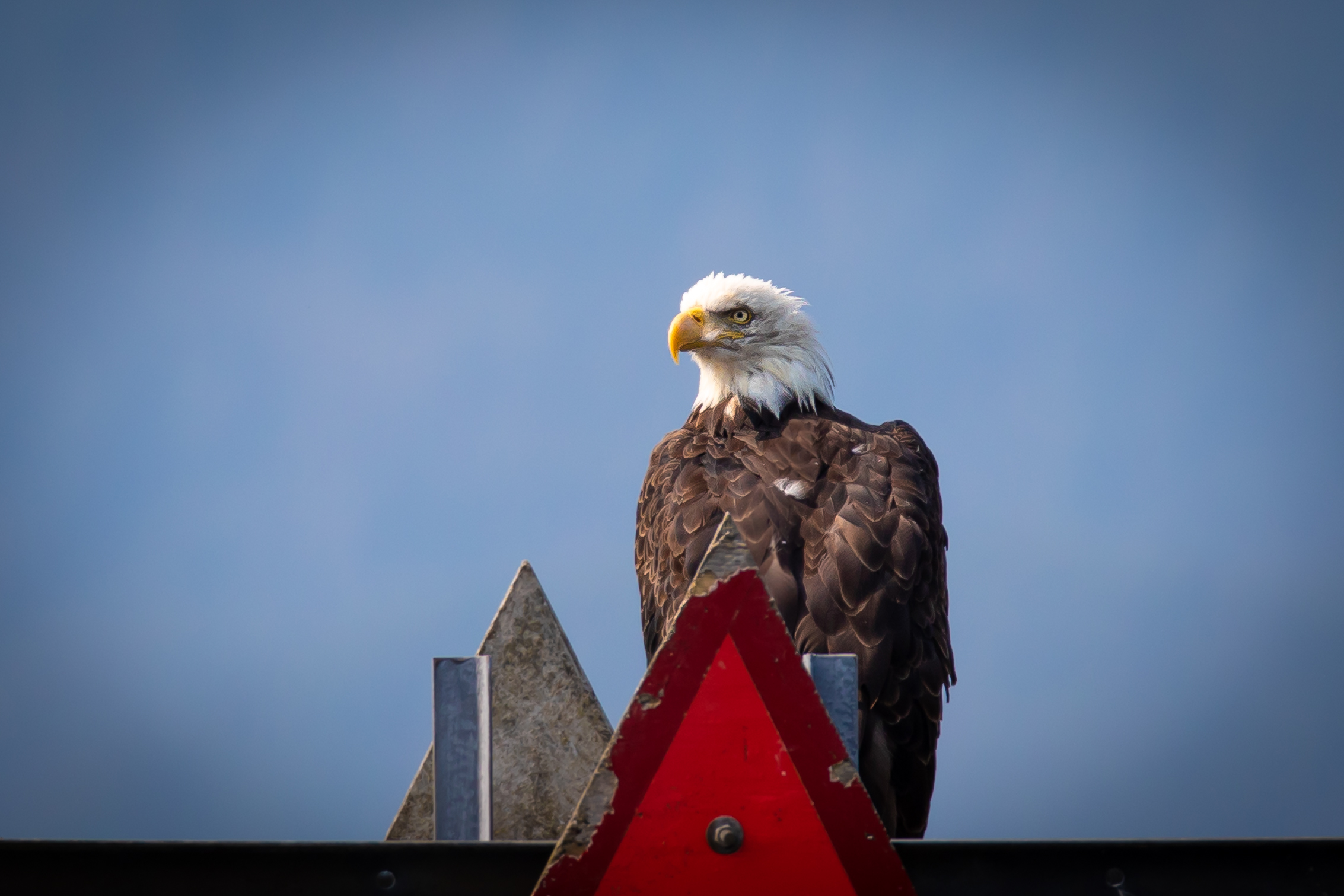 Freedom for All - Heather Hollis