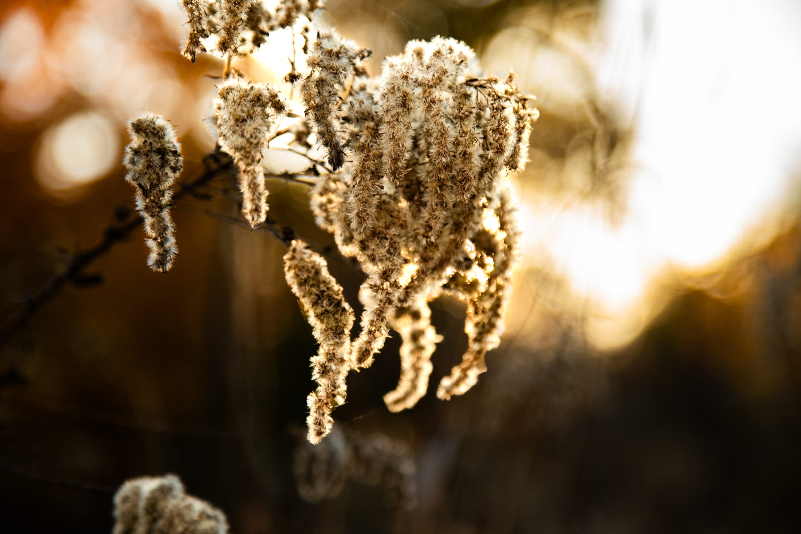 Willow In The Wind - Heather Hollis