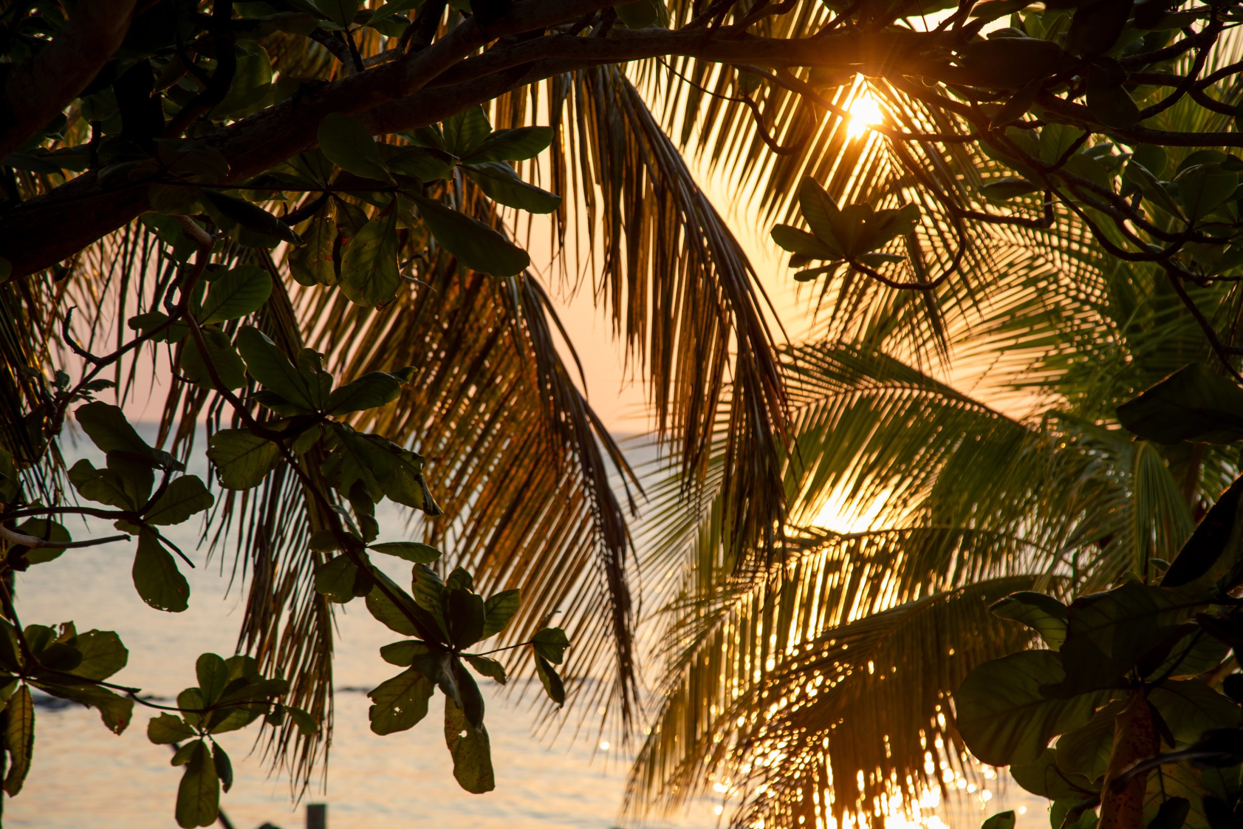 Sunset Palms - Heather Hollis