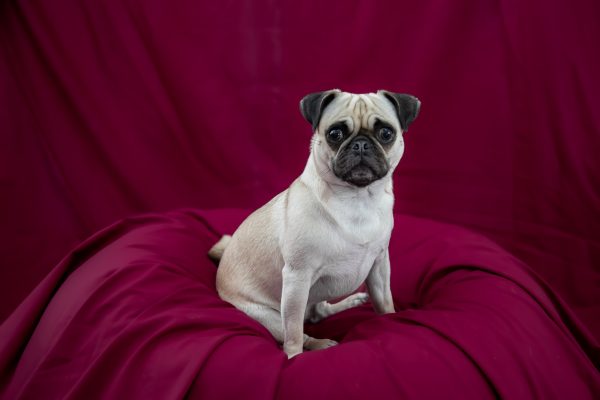 Prestigious Pug