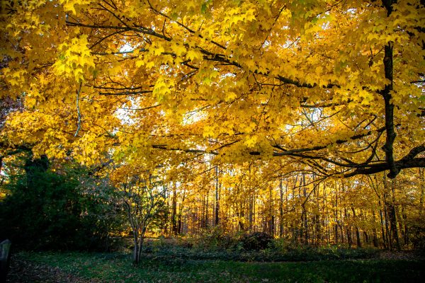 Autumn Afternoon