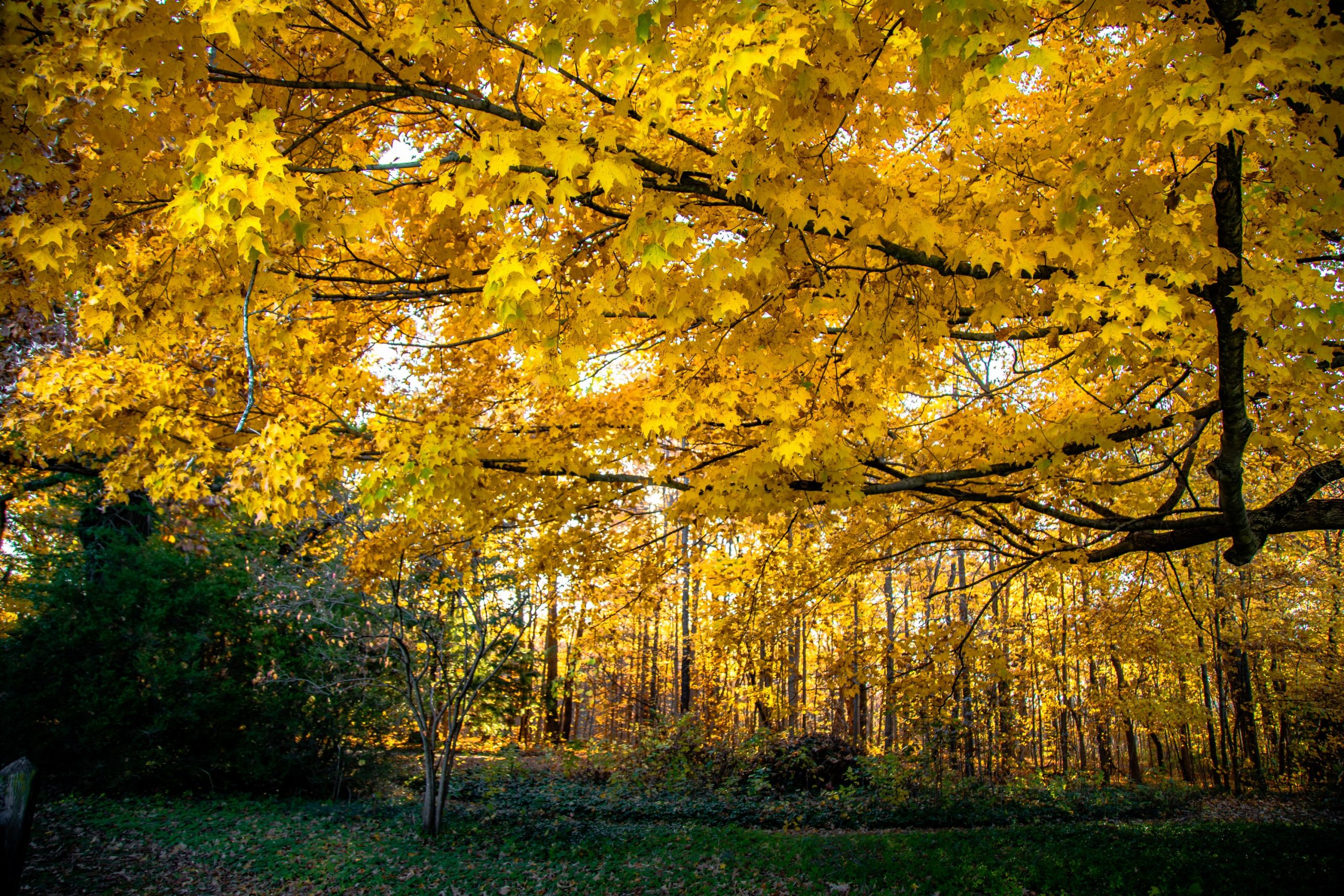Autumn Afternoon - Heather Hollis
