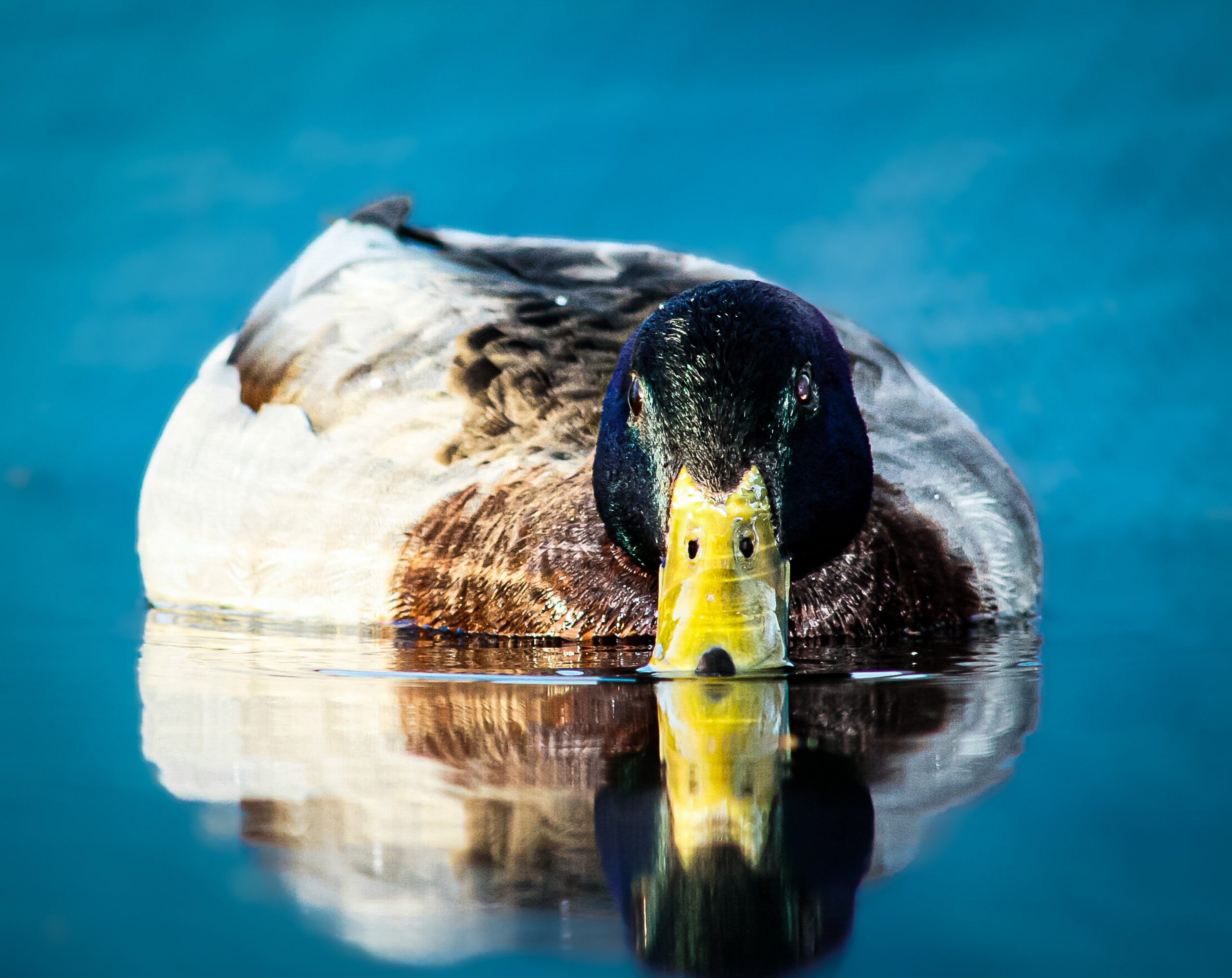 Duck It! - Heather Hollis