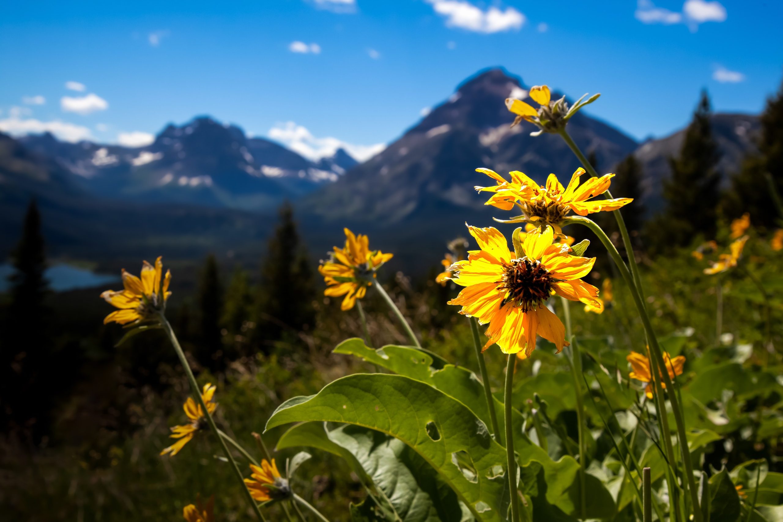 Mountains Majesty - Heather Hollis