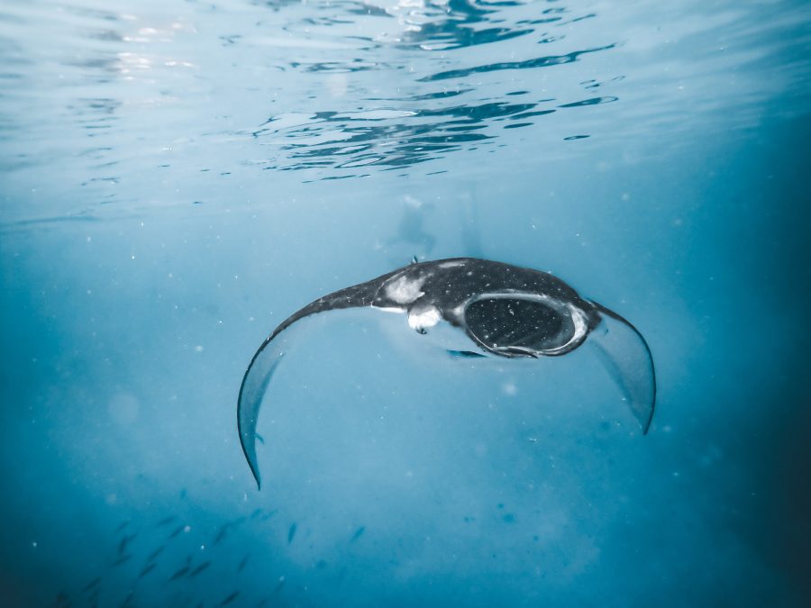 Marvelous Manta