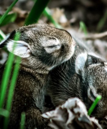 Sleeping Beauties - Heather Hollis