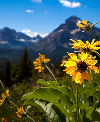 Mountains Majesty - Heather Hollis