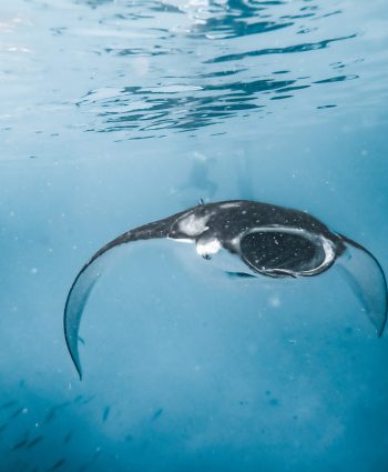 Marvelous Manta - Heather Hollis